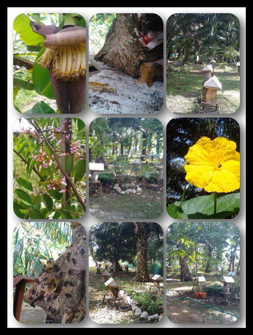 Madu Kelulut Kzehra By CT Prestige Enterprise